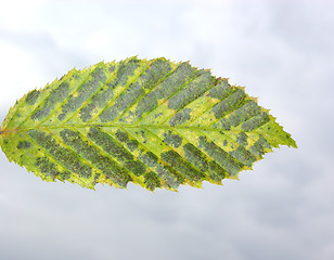 Image showing Green autumn leaf in the foreground of gray sky