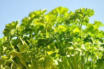 Image showing Parsley cut-out