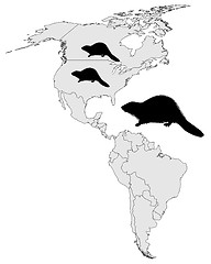 Image showing Distribution of canadian beaver 