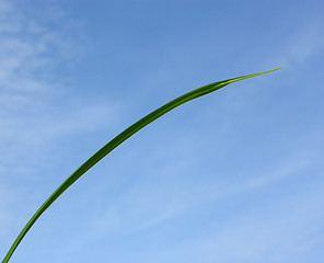 Image showing Blade of grass in front of blue sky