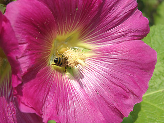 Image showing Close-up view on a hibiscus bloom with a bee looking for nutrition