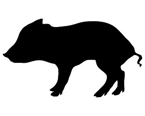 Image showing Young wild boar