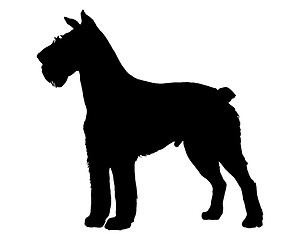 Image showing The black silhouette of a German Schnauzer