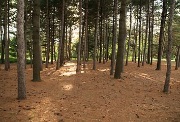 Image showing Pine forest in the sunlight