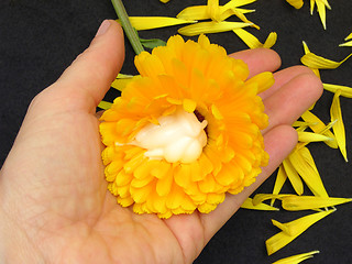 Image showing Marigold with natural skin creme on black background