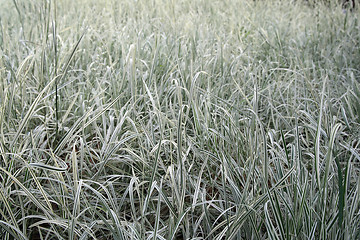 Image showing Beautiful green and white grass