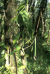 Image showing Vanilla planifolia