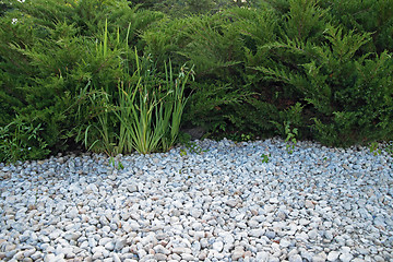 Image showing White pebble and green bushes