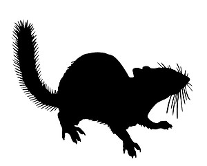 Image showing Chipmunk silhouette