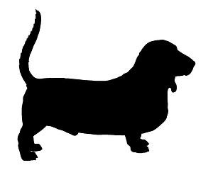 Image showing Basset Hound