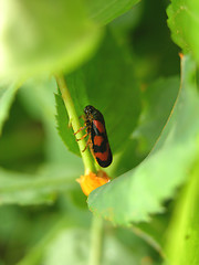 Image showing Spittlebug in the green with orange pollen