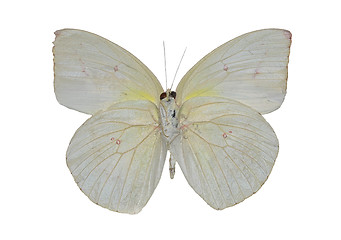 Image showing Common emigrant (Catopsilia pomona)