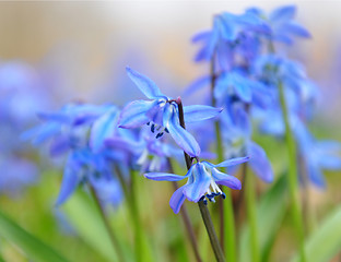 Image showing Squill flowers