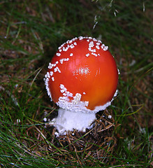 Image showing One small fly agaric on the bottom of the wood