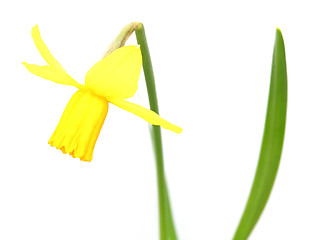 Image showing Close-up view on a spring snowflake on white