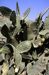 Image showing Opuntia with fruits