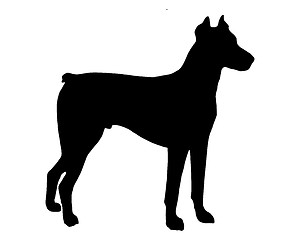 Image showing The black silhouette of a Doberman Pinscher