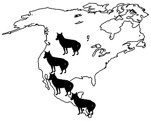 Image showing Coyote America