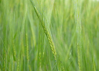 Image showing Unripe cereal plants as fresh green background