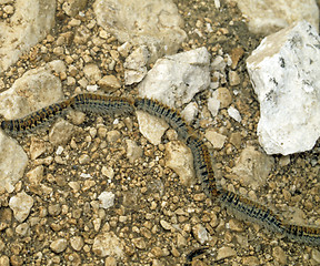 Image showing Processionary caterpillars