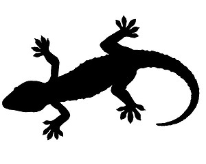 Image showing Gecko silhouette