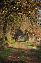 Image showing Alley in autumn