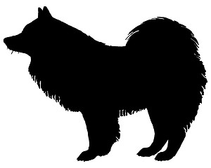 Image showing The black silhouette of a Samoyed Dog