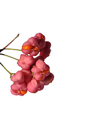 Image showing European spindle (Euonymus europaeus)