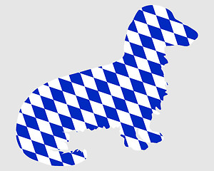 Image showing Bavarian longhaired badger