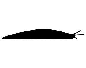 Image showing slug