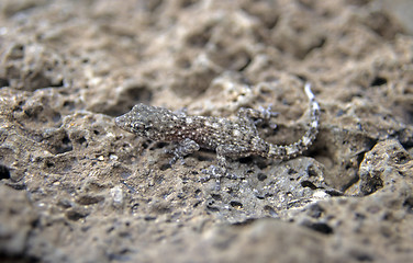 Image showing Brown lizard