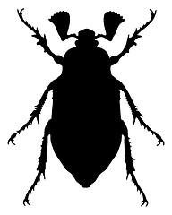 Image showing Cockchafer silhouette