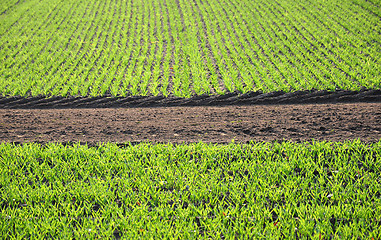 Image showing Rows of seedlings in a field