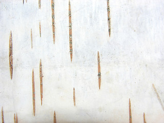 Image showing Birch tree bark as natural background picture