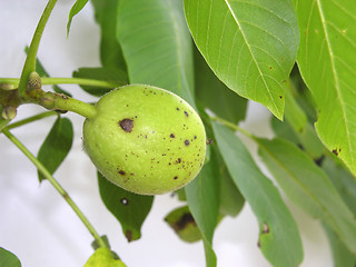 Image showing Single unripe walnut on tree and white background