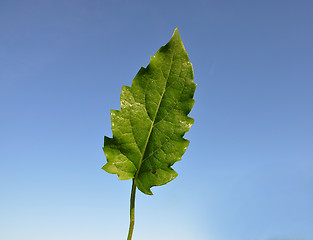 Image showing Cup plant