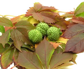 Image showing Gorgeous autumn leaves and fruits of an angel trumpet