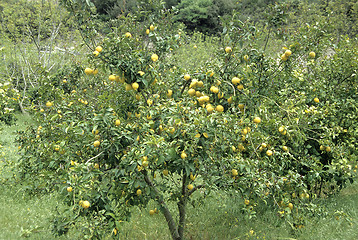 Image showing Lemon tree with fruit