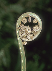 Image showing Unrolling young frond