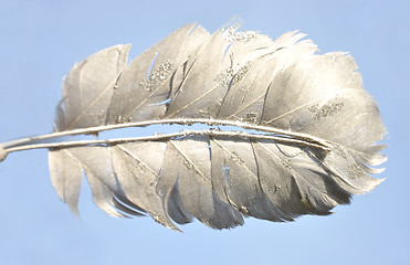 Image showing Single feather