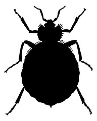 Image showing The black silhouette of a bedbug as illustration