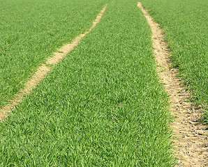 Image showing A field path through the fresh green