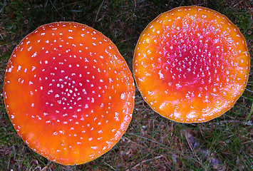 Image showing The top of two fly agarics