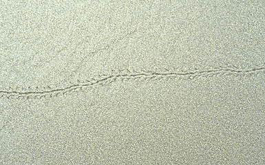 Image showing Animal track