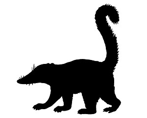 Image showing Coati silhouette