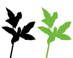 Image showing Bishops weed