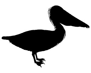 Image showing Black pelican