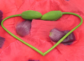 Image showing Heart out of  poppy buds with petals as background