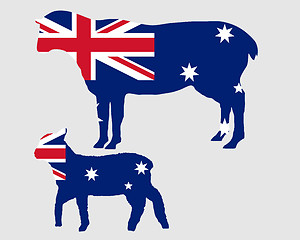 Image showing Australian sheeps