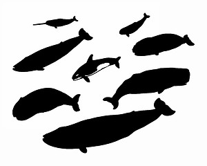 Image showing Several whales